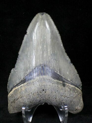 Bargain, Serrated Megalodon Tooth - Venice, FL #20559